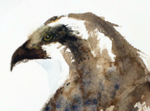 Steve Philbrook Watercolors