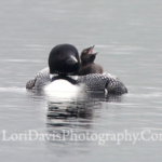 Image of Loon with Singing Chick, by Lori Davis.