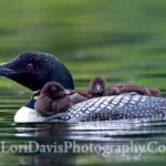 Image of Loon with Chicks, by Lori Davis.