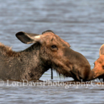 Image of Moose and Calf, by Lori Davis.